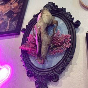 Nature found and framed Coyote Skull with faux florals